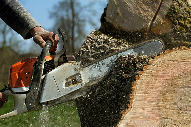 How Our Tree Care Process Works  in  Greenfields, PA